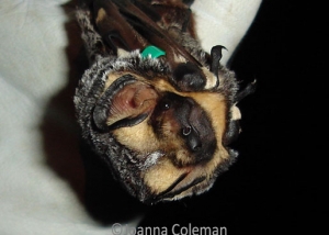 hoary bat