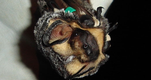 hoary bat