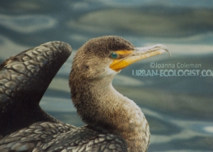 Phalacrocorax auritus