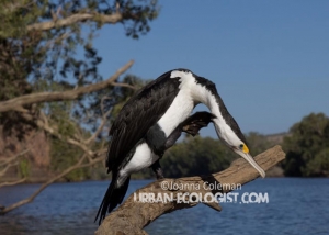 Phalacrocorax varius
