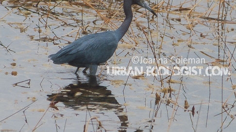 Egretta caerulea