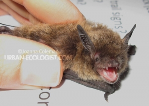 Myotis lucifugus