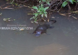 Ornithorhynchus anatinus