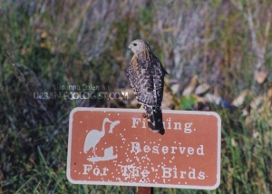 Buteo lineatus