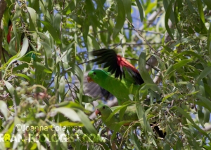 Aprosmictus erythropterus