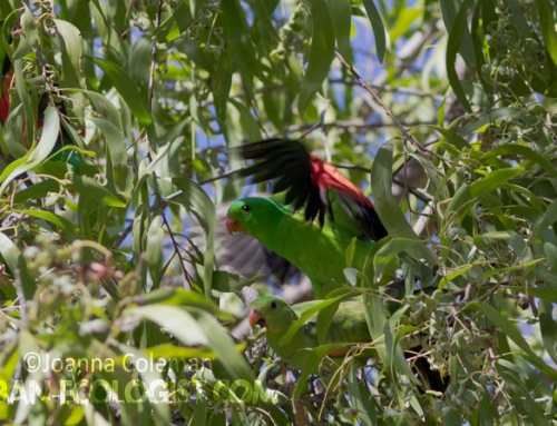 Red-winged parrots (Aprosmictus erythropterus)
