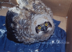 Bubo virginianus
