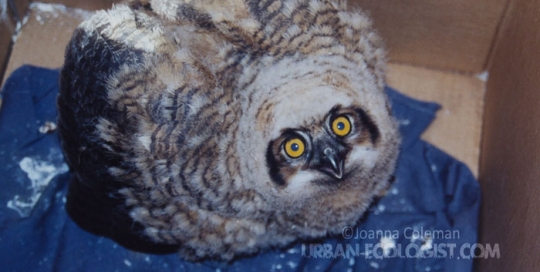 Bubo virginianus
