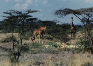 Giraffa camelopardalis reticulata
