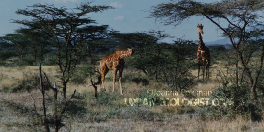 Giraffa camelopardalis reticulata