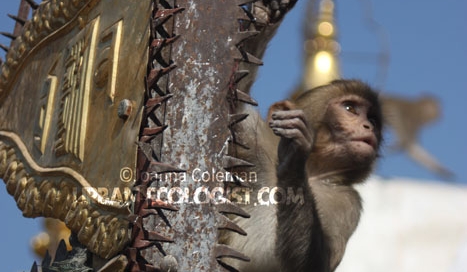 Macaca mulatta