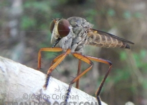 Robber fly
