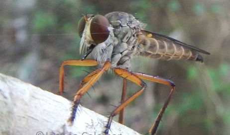 Robber fly