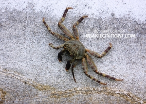 Grapsus