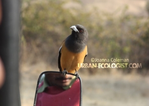 Dendrocitta vagabunda