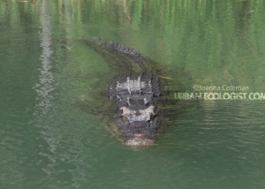 Crocodylus porosus
