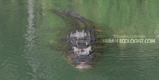 Crocodylus porosus