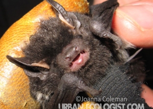 Lasionycteris noctivagans