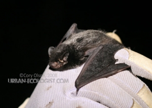 Lasionycteris noctivagans