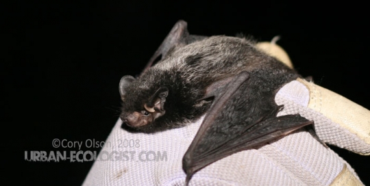 Lasionycteris noctivagans