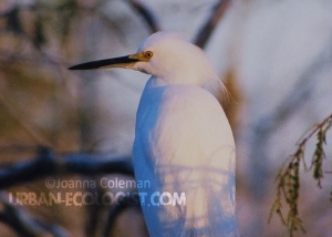 Egretta thula