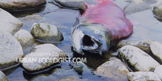 Oncorhynchus nerka