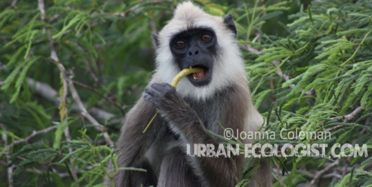 Semnopithecus priam