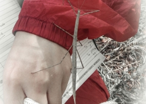 Walking stick insect