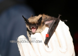 Myotis evotis