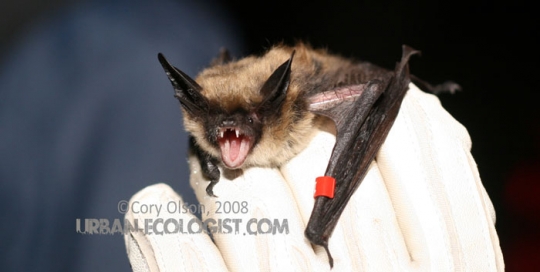 Myotis evotis