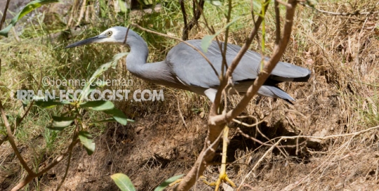 Egretta novaehollandiae