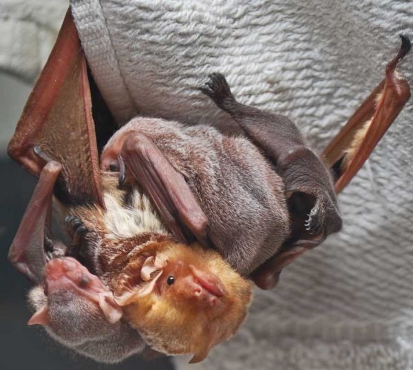 Myths about bats The Urban Ecologist