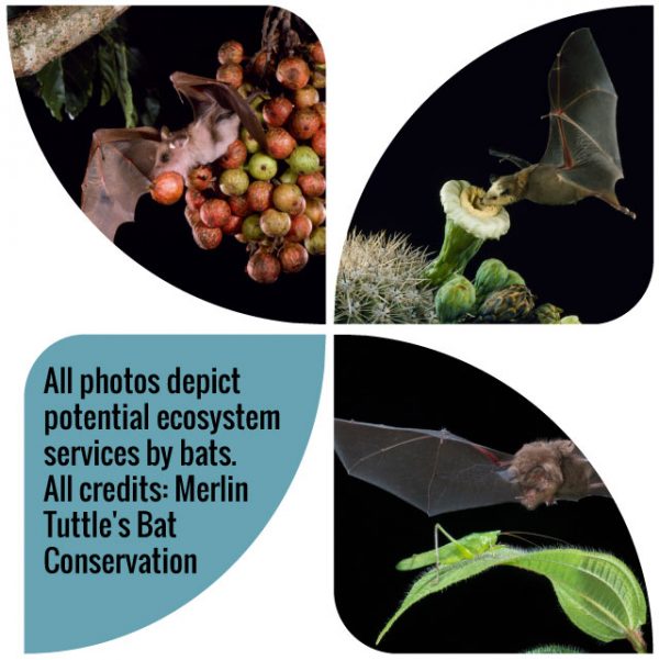 Why bats are extremely awesome The Urban Ecologist